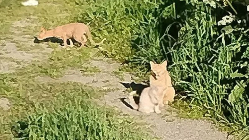 «Бросили умирать»: на Сахалине спасли выброшенную на произвол судьбы кошачью семью