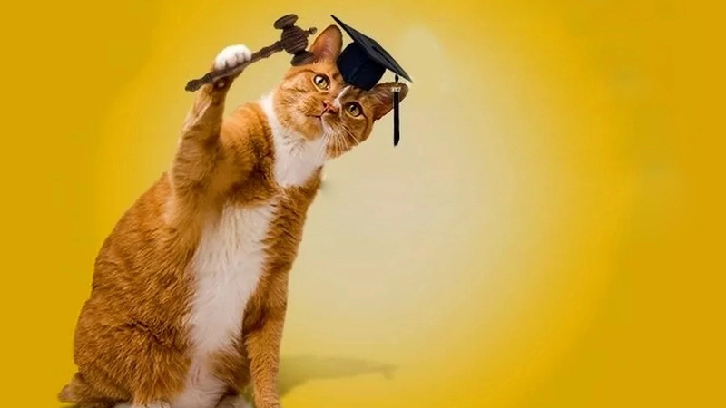 10 декабря — Международный день прав животных: как на Сахалине защищают бездомных кошек и собак