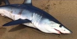 Скандал с забитой бревном акулой привлек внимание полиции