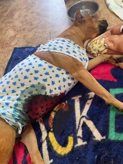 Собака чуть не погибла после операции в ветклинике Южно-Сахалинска
