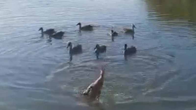 Новый способ охоты на уток показали жителям Сахалина