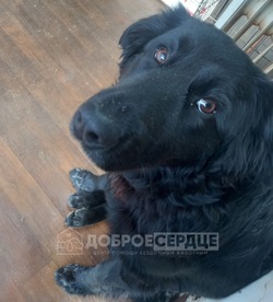 Волонтеры объявили сбор средств на операцию сбитой в Углегорске собаке