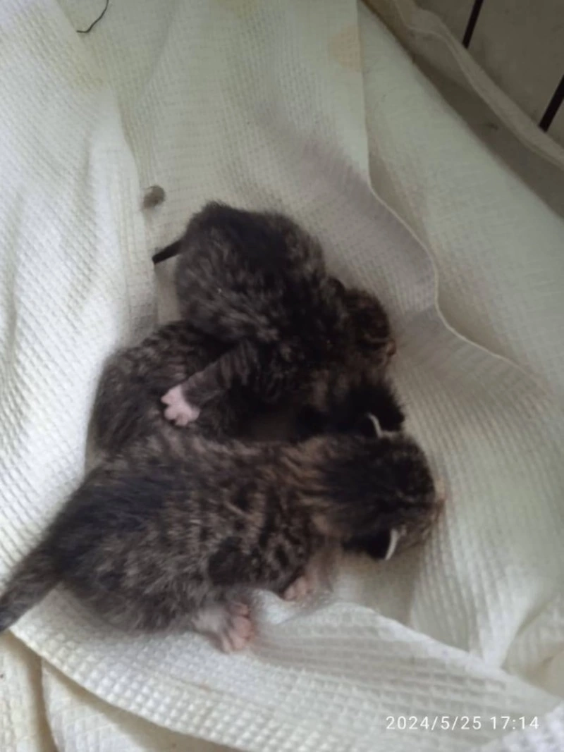 В Поронайском районе неизвестные положили котят в пакет и бросили умирать