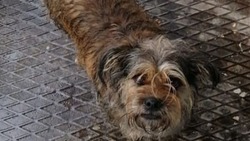 Собака по кличке Мотя пропала в Поронайске полторы недели назад
