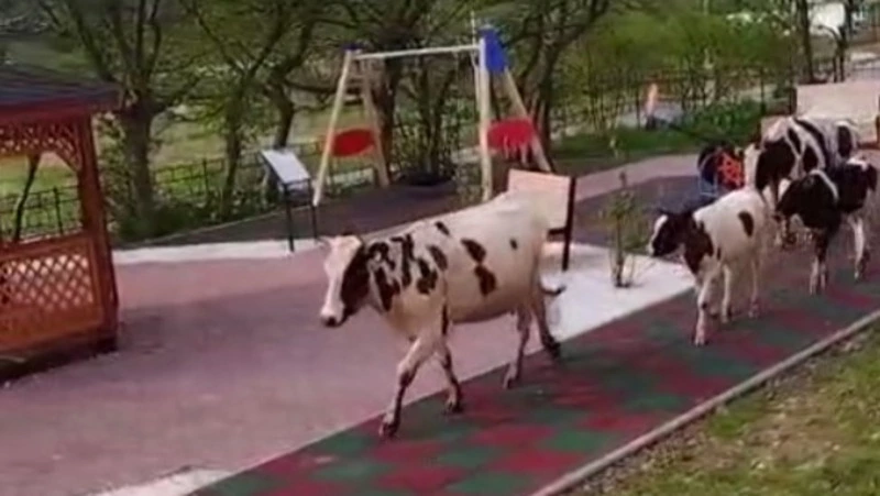 Рогатый ОПГ: полудикие коровы терроризируют жителей Шикотана