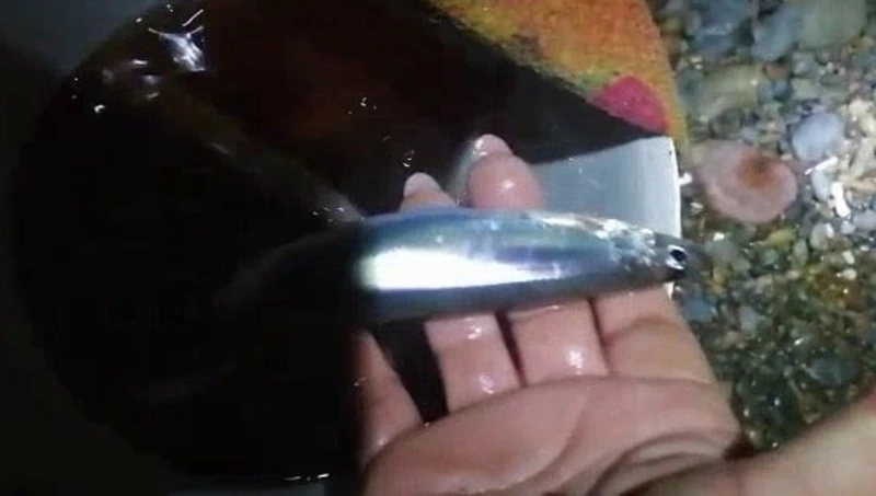 Жителям Сахалина показали свежепойманные корюшку и мойву в Углегорске