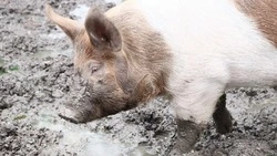 Аграрии Сахалина не заплатили комбикормовому цеху «Маока» 40 млн рублей, настояв на экспертизе корма