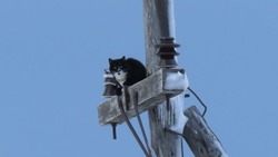 Видеофакт: отважный кот на Курилах забрался на электрический столб
