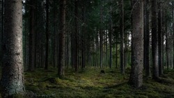 Жителям Тымовского района запретили посещать леса