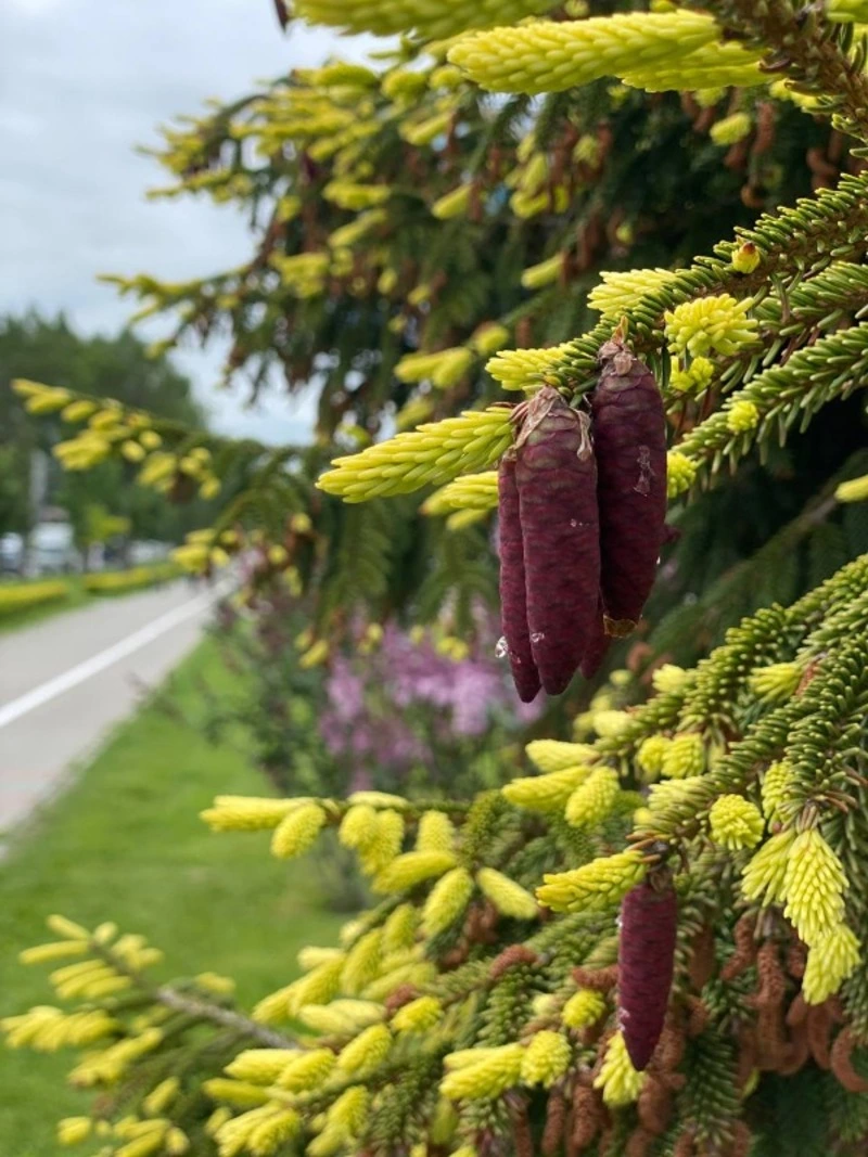 В Южно-Сахалинске ели окрасились в ярко-желтый цвет
