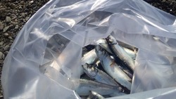 Продавая браконьерскую корюшку, жительница Сахалина заработала уголовное дело