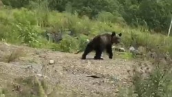 Молодой медведь выскочил под колеса автомобиля в Тымовском районе
