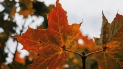 Вильфанд: температура воздуха в октябре на Сахалине была ниже нормы