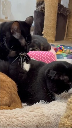 Котики и массаж: приют «Пес и Кот» на Сахалине опубликовал милое видео с обитателями 