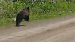 Медведь пробежался наперегонки с автомобилем в Томаринском районе