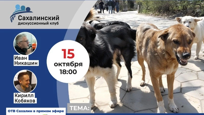 Эксперты «Дискуссионного клуба» обсудят проблему бродячих собак на Сахалине
