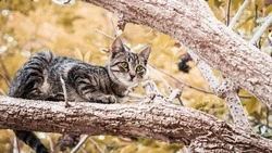 Спасатели стряхнули «снегиря» с дерева в Поронайске, но подхватить не успели