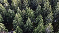 На Сахалине незаконно срубили 13 елок перед Новым годом