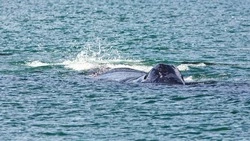 Раненного кита спасли от косаток в Охотском море