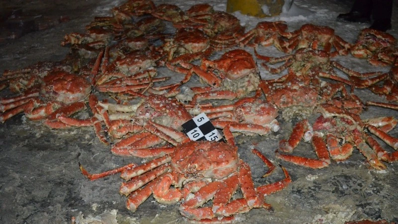 Полицейские задержали браконьера из Долинска с крабами на полмиллиона рублей