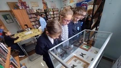 Выставку редких бабочек открыли в Курильском музее