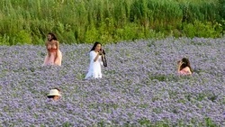 Сахалинцы растоптали фацелии у «Тепличного» ради конкурсных фото