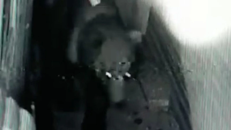 Глава Курильского района рассказал, когда медведи перестанут ходить к жителям Рейдово