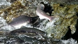 В Сахалинской области подходят к концу сроки путины