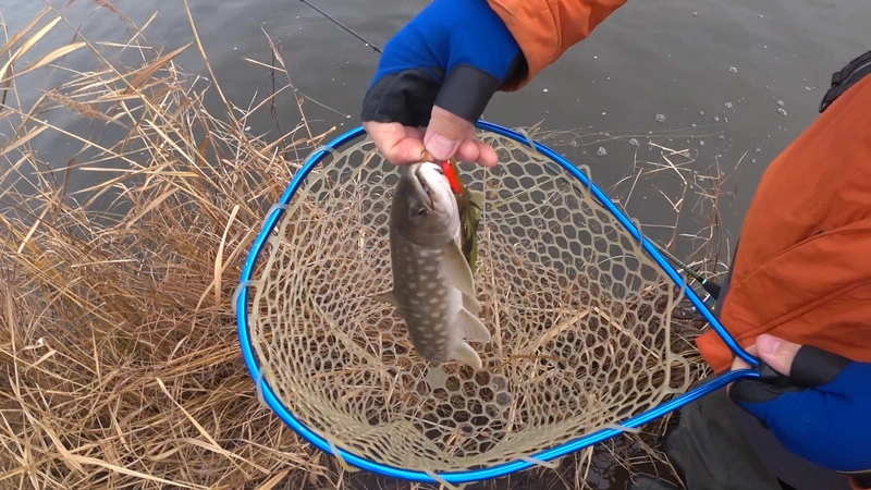 Рекордную кунджу на сахалинской рыбалке выловил приезжий из Пензы