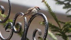 Тепло до +13 градусов установится в Южно-Сахалинске 18 апреля