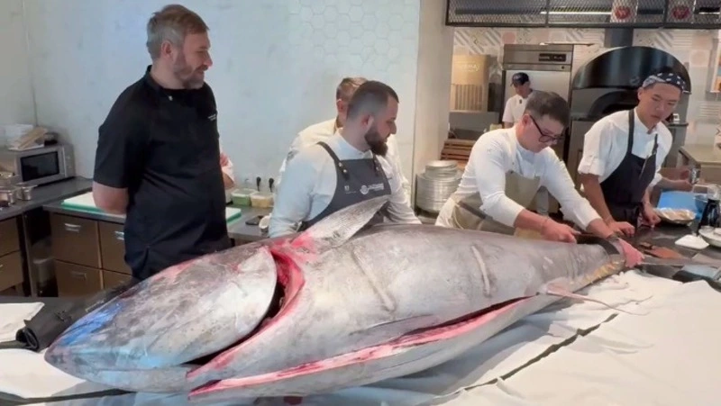 Рекордного тунца весом 215 кг пустили на стейки и сашими в ресторане на Сахалине