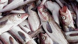 Рыбаки Сахалина вышли на промышленный лов минтая с 1 января 2023 года