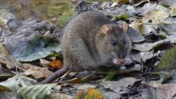 День мыши отметят в Курильском заповеднике 