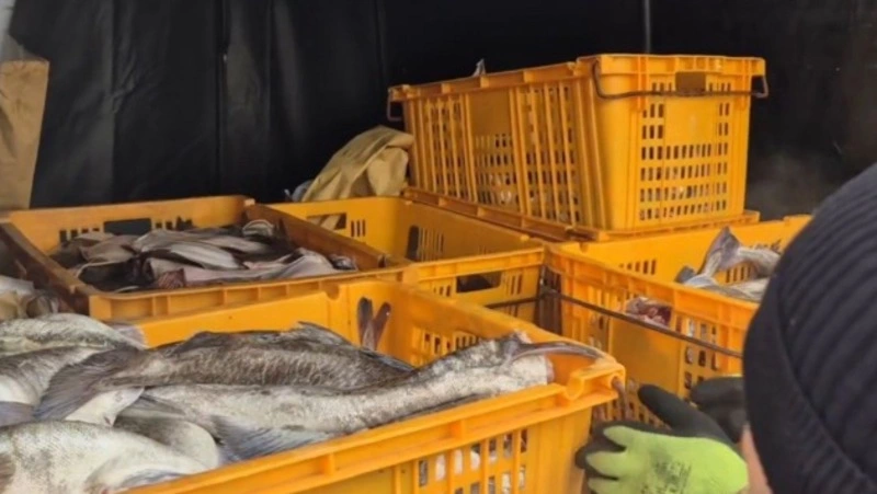 Более полутонны свежевыловленной рыбы раздали жителям Северо-Курильска