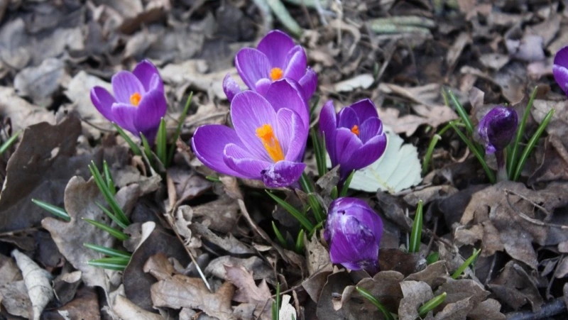 Погода в Южно-Сахалинске 7 апреля: ветер с утра и +11 градусов днем