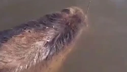 Мертвый медведь попал в рыбацкую сеть на Сахалине