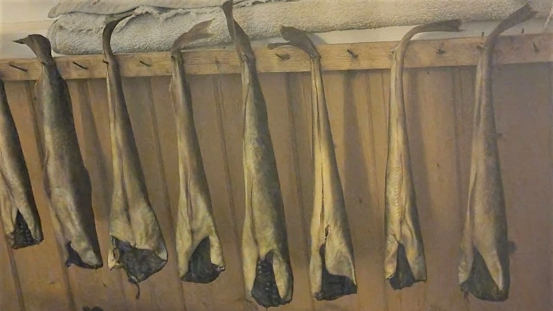 Вяленая навага: простой рецепт от рыбаков