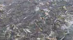 Тысячи корюшек выпрыгивают на берег в Корсаковском районе