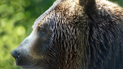 Выпивших бочку браги медведей до сих пор ищут на севере Сахалина