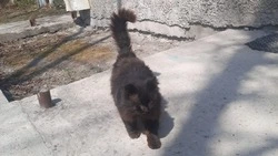 Кот-путешественник стал символом прихода весны для работников ветстанции на Сахалине