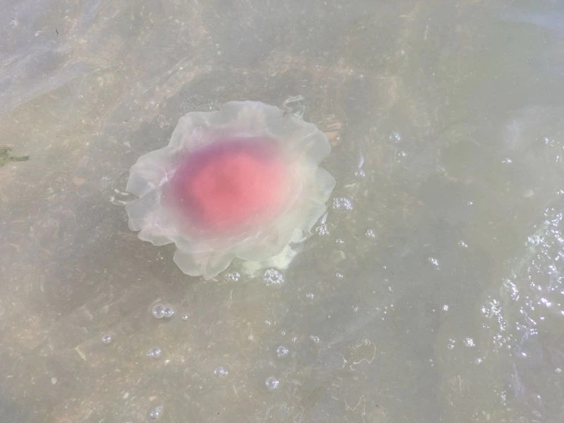 Живую медузу на побережье Сахалина сравнили с сырым яйцом