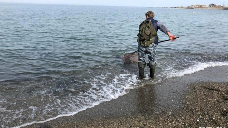 В разных уголках Сахалина люди продолжают вычерпывать уек и селедку