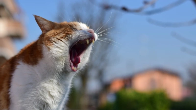 Депутат Сахалинской облдумы вступилась за «разговорчивых» питомцев