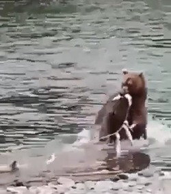 Бесстрашная медведица с медвежатами стащила улов у сахалинских рыбаков. ВИДЕО