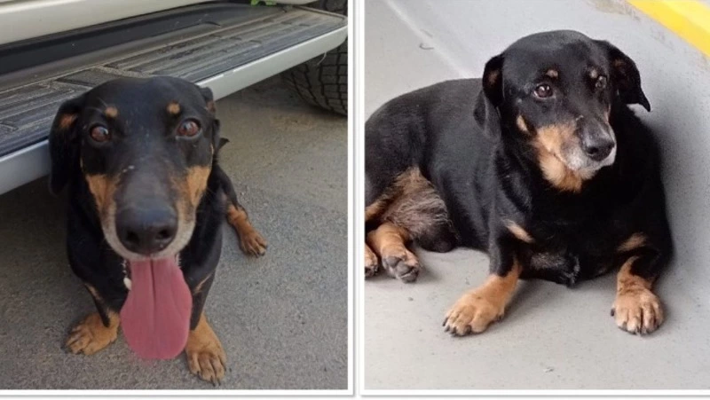 Колесил по острову: на Сахалине волонтеры приютили бездомную таксу по кличке Микки