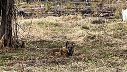В Поронайске неизвестные привязали собаку к дереву и оставили на несколько часов
