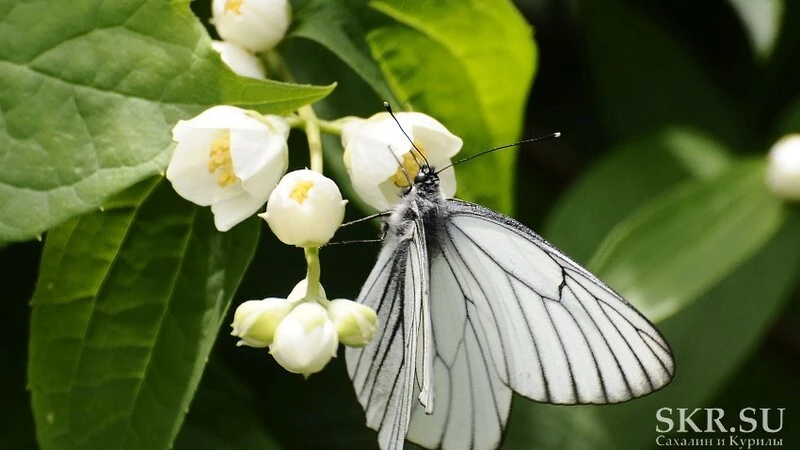 Южно-Сахалинск атаковали бабочки