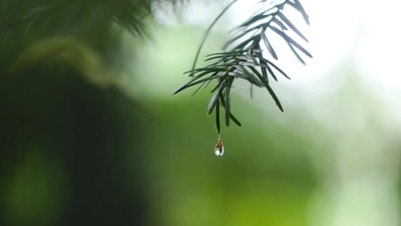 Синоптики уточнили прогноз погоды в Сахалинской области на 17 августа