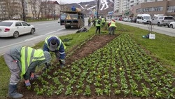 Южно-Сахалинск зацветет к празднику Великой Победы