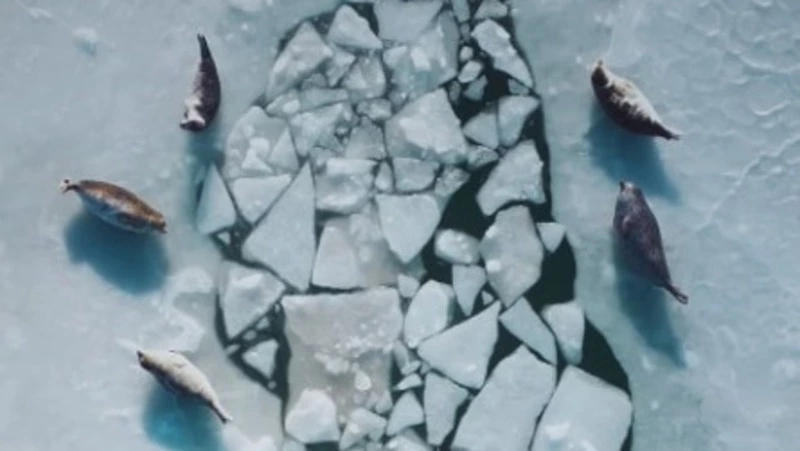 Блогер показал отдых нерп в ледяном бассейне на Сахалине